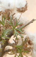 Euryops multifidus
