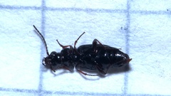 Bembidion lampros