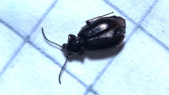 Bembidion lampros