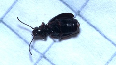 Bembidion lampros