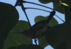 Ramphocaenus melanurus