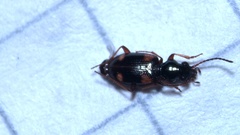 Bembidion quadrimaculatum