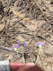 Erigeron corymbosus
