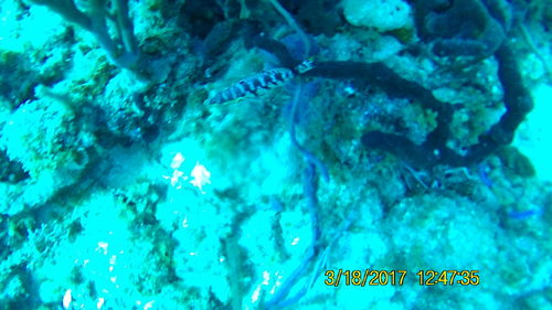 Serranus tigrinus