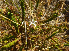 Wahlenbergia tenella