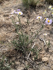 Erigeron corymbosus
