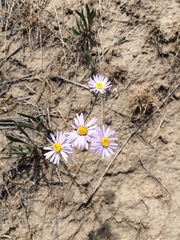 Erigeron corymbosus