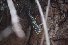 Abronia taeniata