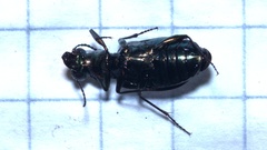 Elaphrus cupreus