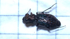 Elaphrus cupreus