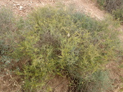 Aspalathus spinescens