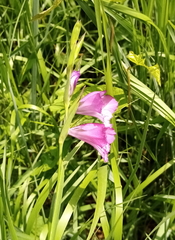 Gladiolus tenuis