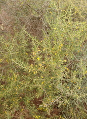 Aspalathus spinescens