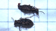 Elaphrus riparius