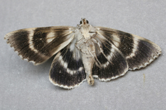 Catocala retecta