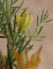 Aspalathus spinescens