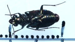 Elaphrus uliginosus