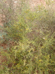 Aspalathus spinescens