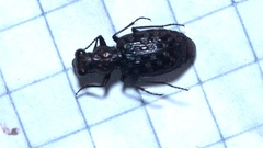 Elaphrus uliginosus