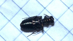 Elaphrus uliginosus