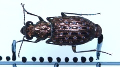 Elaphrus uliginosus
