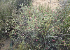 Indigofera dillwynioides