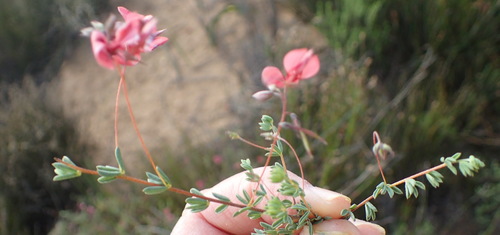 Image of Indigofera dillwynioides by (c) Nicola van Berkel, some rights reserved (CC BY-SA)