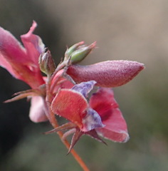Indigofera dillwynioides