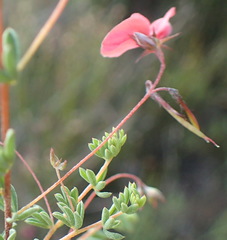 Indigofera dillwynioides
