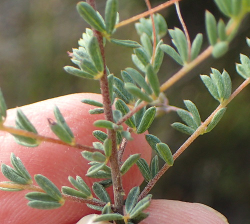 Image of Indigofera dillwynioides by (c) Nicola van Berkel, some rights reserved (CC BY-SA)
