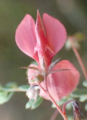 Indigofera dillwynioides