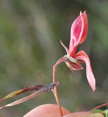 Indigofera dillwynioides