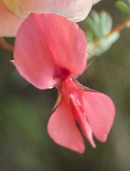 Indigofera dillwynioides