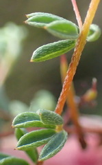 Indigofera dillwynioides