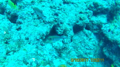 Haemulon carbonarium