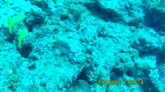 Haemulon carbonarium