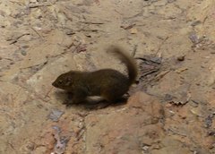 Sundasciurus everetti