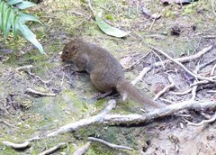 Sundasciurus everetti