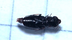 Notiophilus palustris