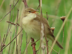 Acrocephalus scirpaceus