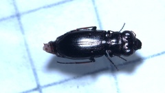 Notiophilus palustris