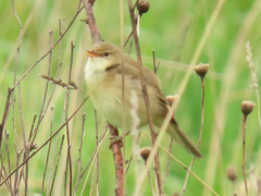 Acrocephalus scirpaceus