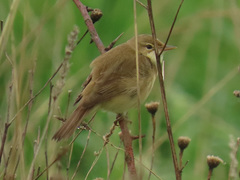 Acrocephalus scirpaceus