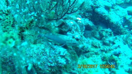 Photo of Yellowfin grouper (Mycteroperca venenosa)