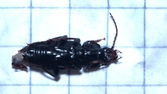 Pterostichus anthracinus