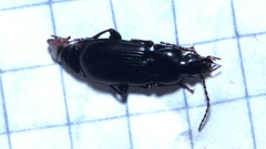 Pterostichus anthracinus