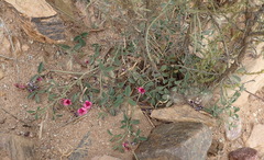 Indigofera intermedia