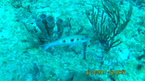 Pseudupeneus maculatus