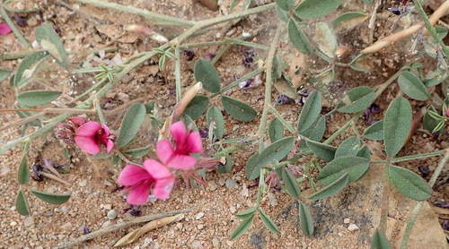 Image of Indigofera intermedia by (c) Nicola van Berkel, some rights reserved (CC BY-SA)