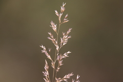 Agrostis pallens
